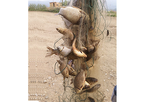 俄羅斯礦區的魚(yú)